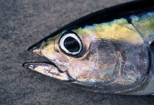 Thunnus atlanticus (Lesson, 1831)